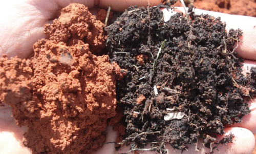 Uso de Biofertilizantes como Solução Promissora aos Fertilizantes Químicos Tradicionais